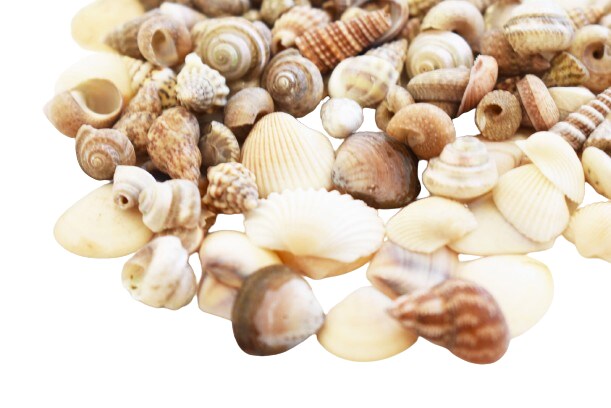 1/4 Inches Paltry Ocean Micro Shells | Michaels