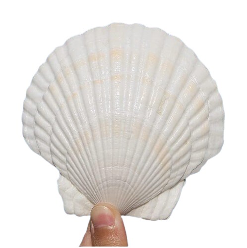 Sea Shells White Scallop Shells 10 pcs