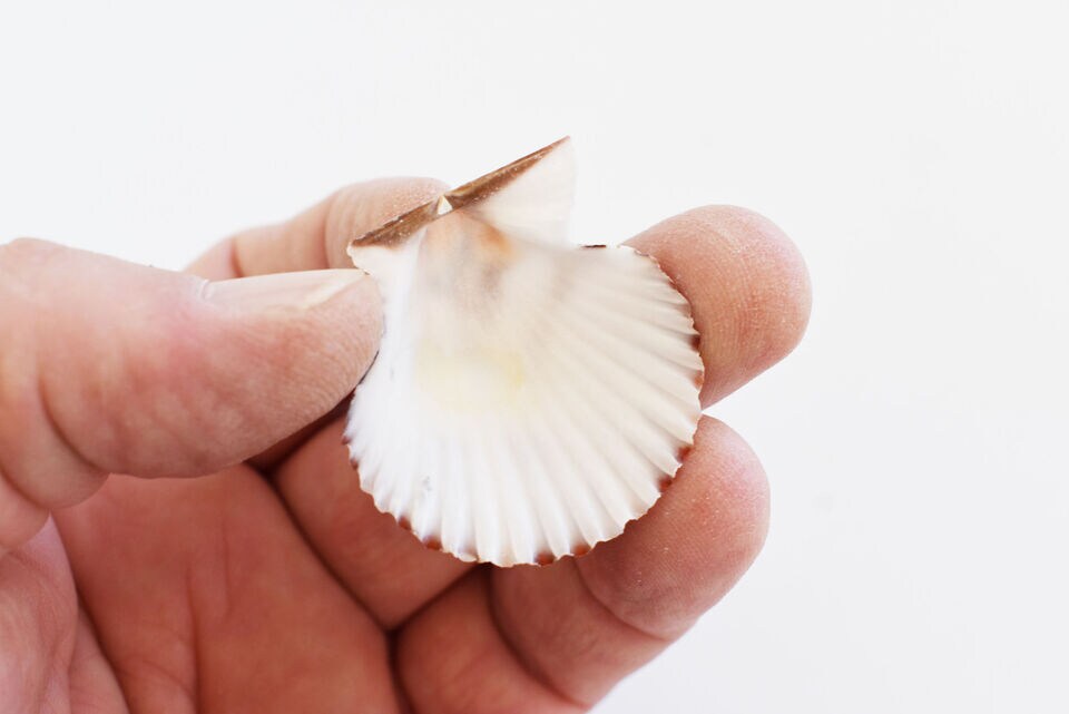 Pectin Tranquebaricus Shells Seashells 24 pcs