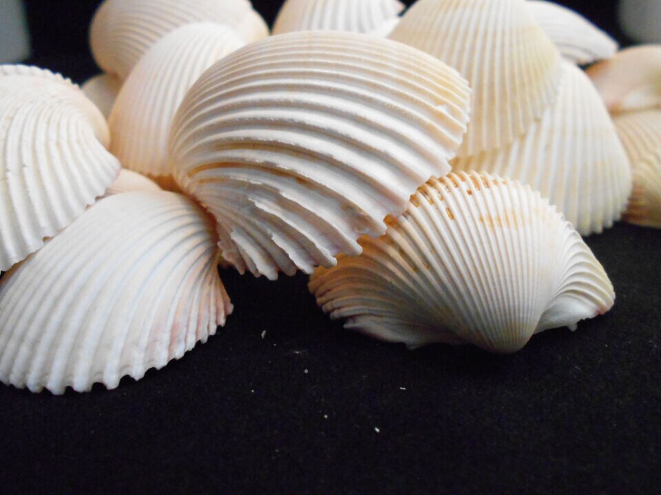 2 Inches Winsome Rose Cockle Shells