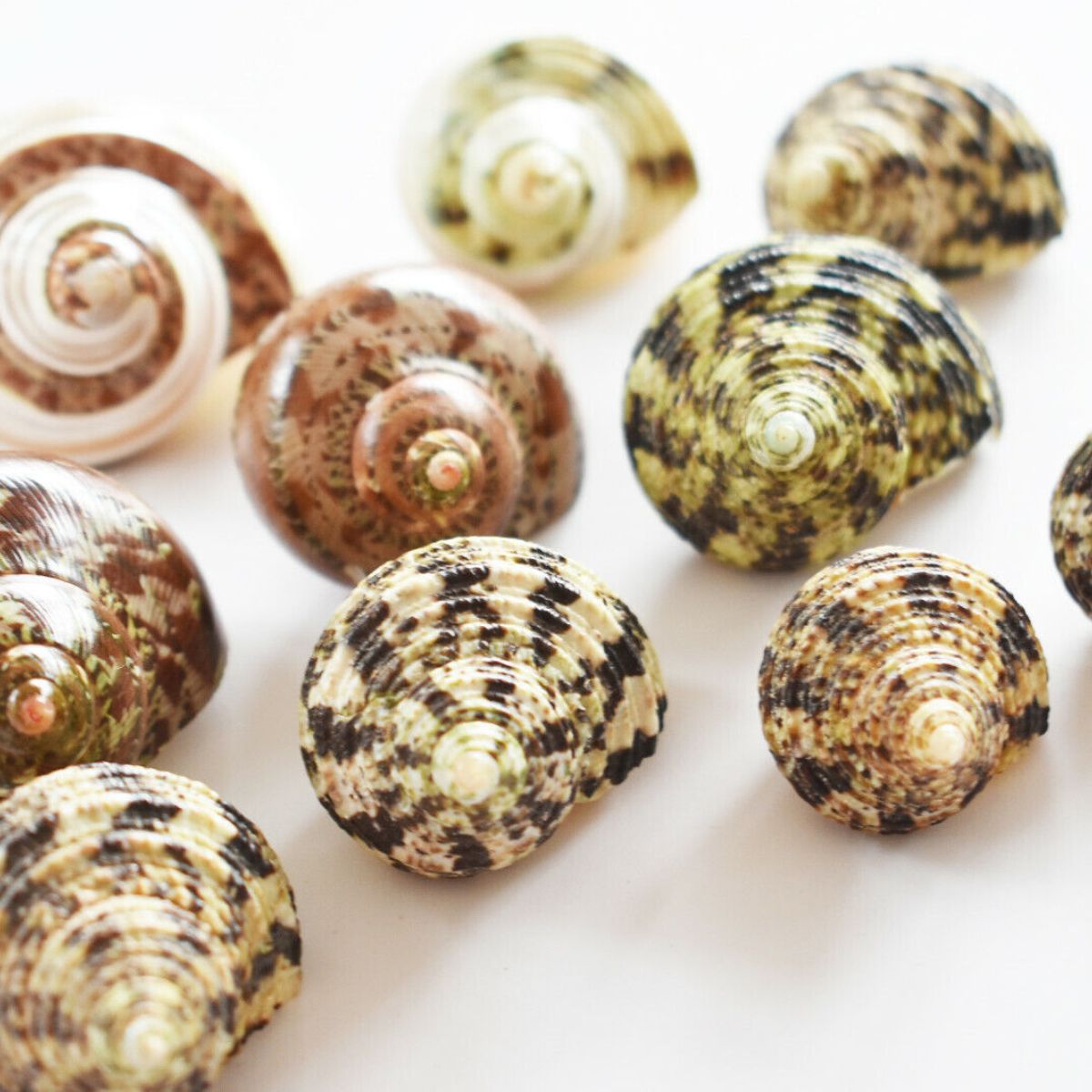 Changeable Hermit Crab Shell 10 pcs