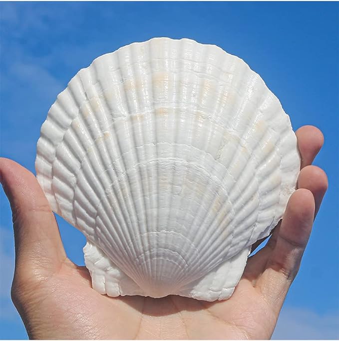 Sea Shells White Scallop Shells 10 pcs