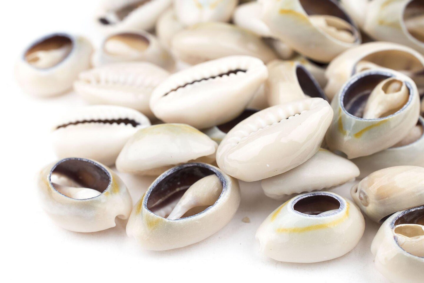 The Bead Chest Cowrie Shells (Medium) - Approx 50 Pieces - White, Natural - Jewelry Making, Craft Projects, Artistic Use, Cultural Adornments
