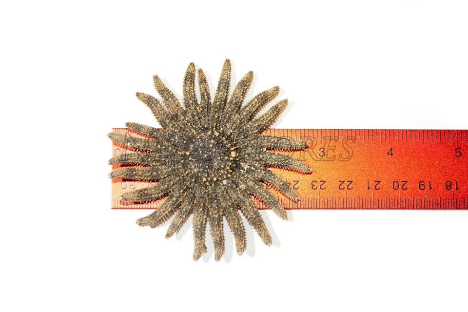 3 Inches Multileg Sunflower Starfish Sea Shell