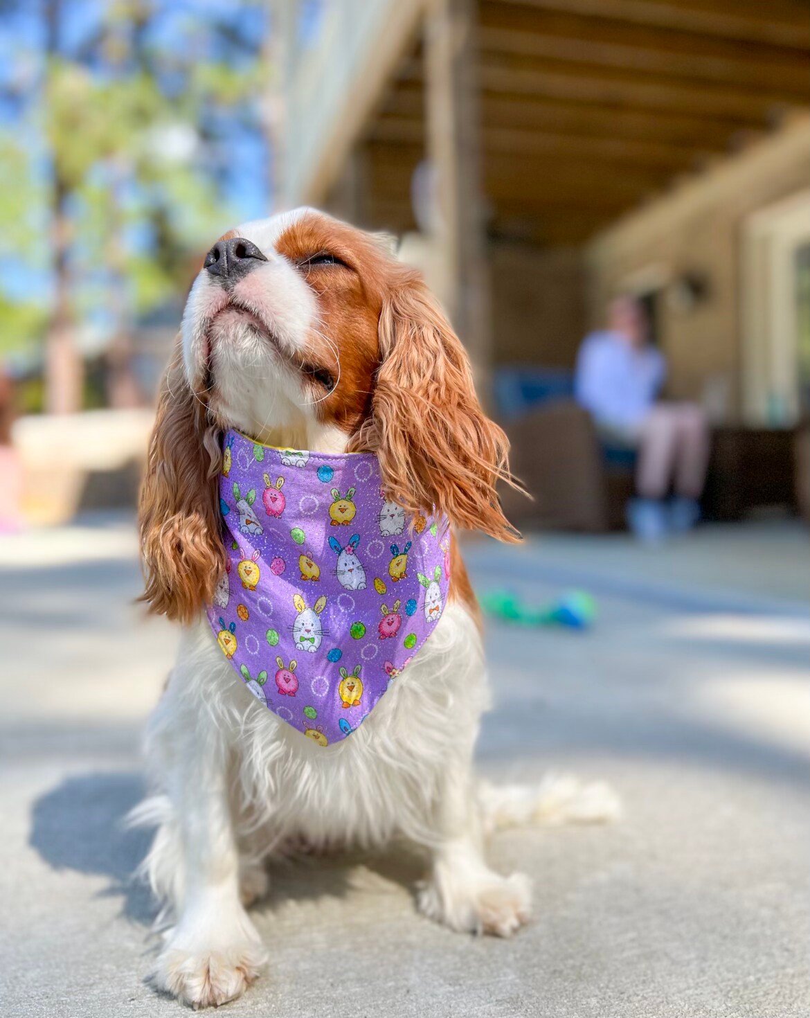 Easter Bandana, Holiday Bandana, Spring Bandana, Purple Bandana, Pet Bandana, Cat Bandana, Dog Bandana, Pet Scarf, Dog Accessories