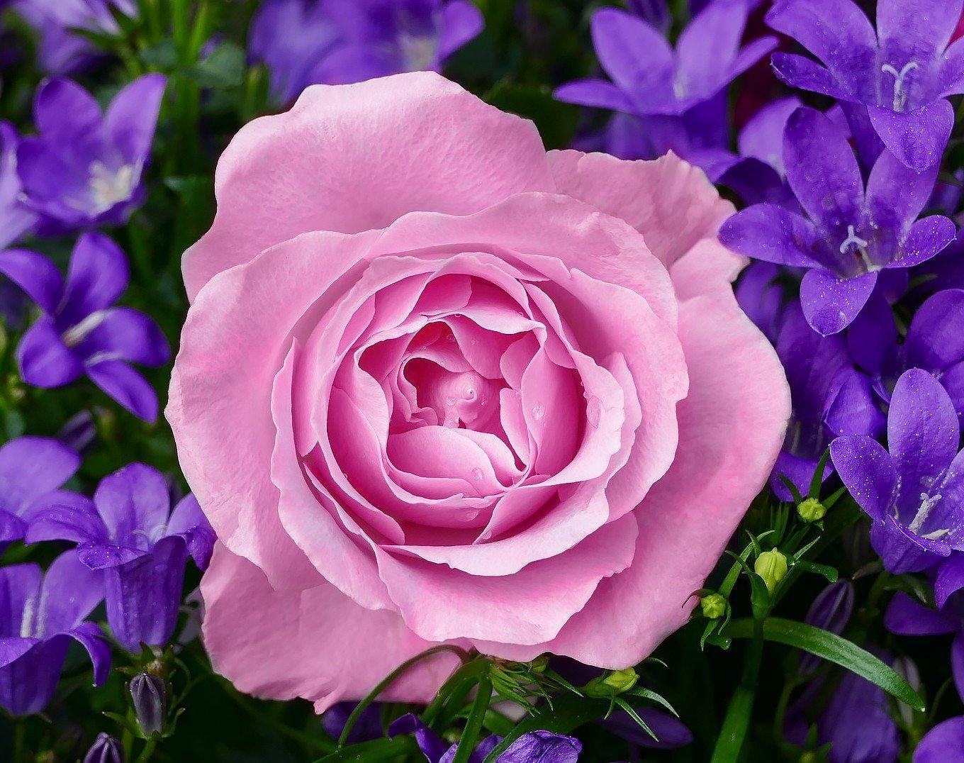 Garden Rose CS2308 19.7 x 15.8 inches Crafting Spark Diamond Painting Kit