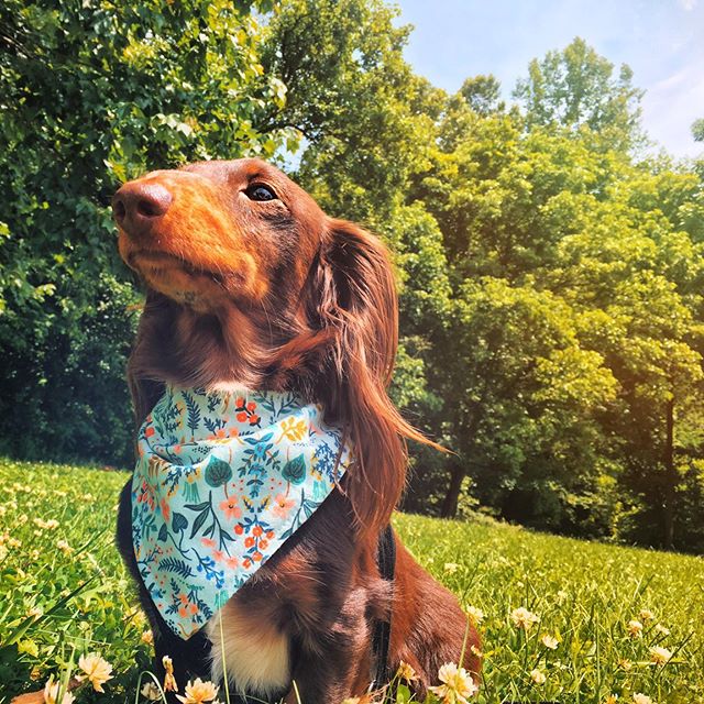 Birthday boy hotsell dog bandana