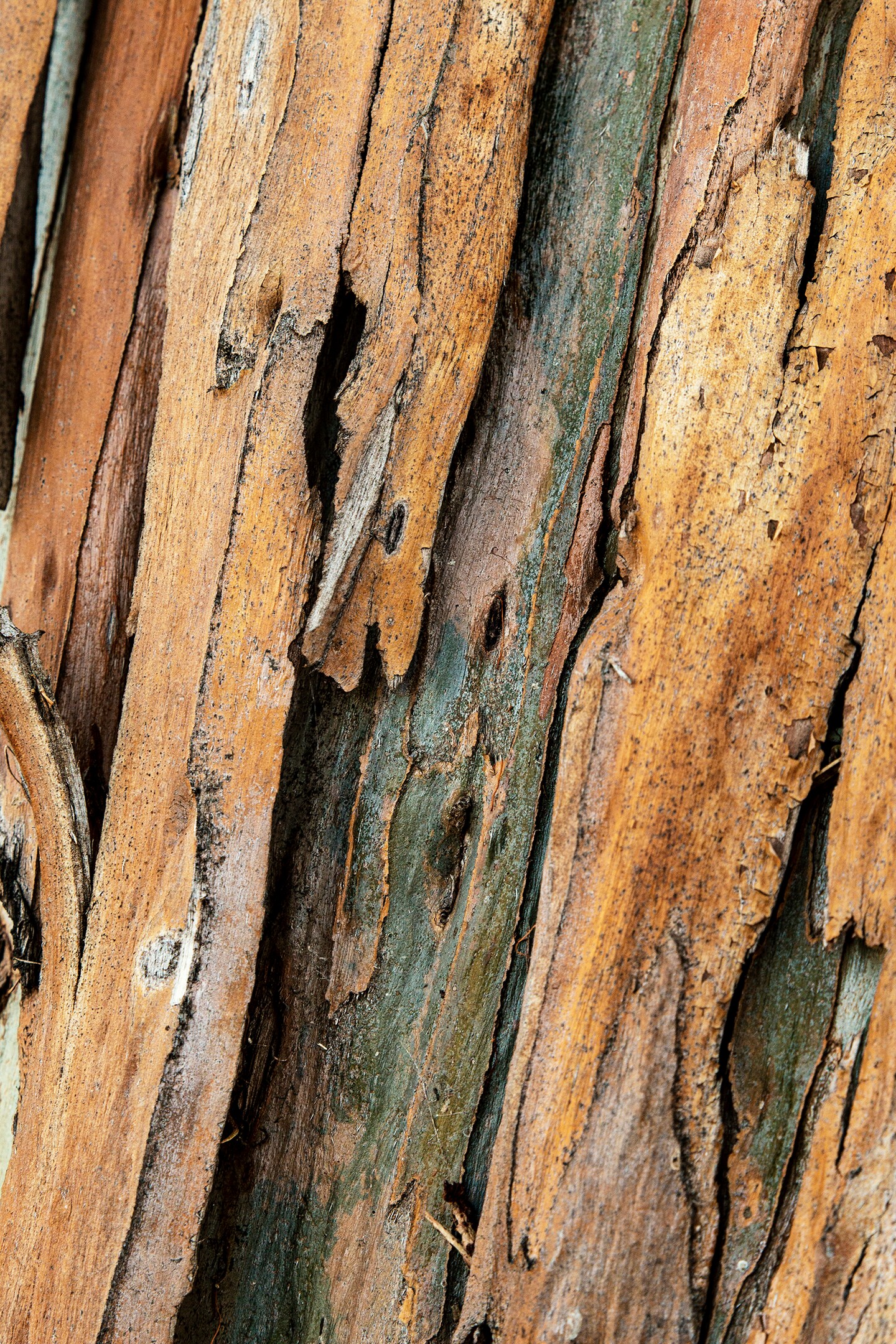 Texture of birch bark Wall Mural