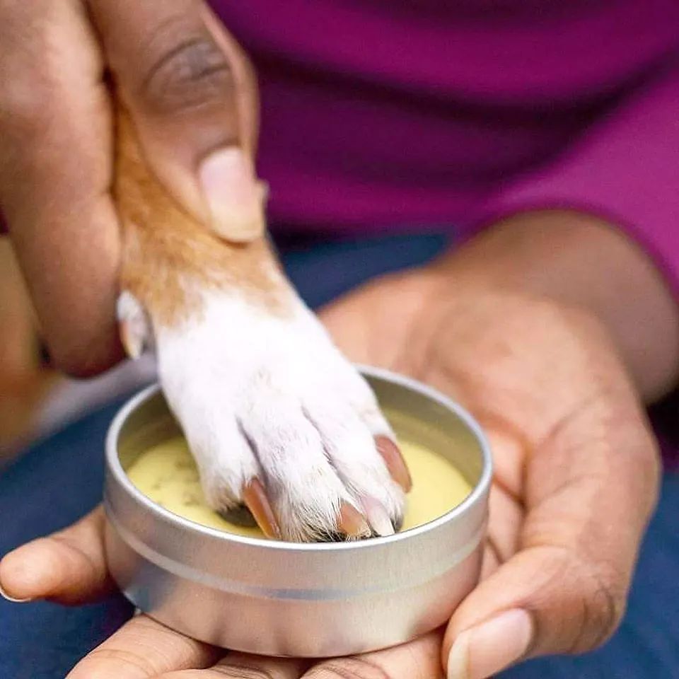 Discover the Benefits of Dog Paw Balm for Your Pet - Zach's Pet Shop