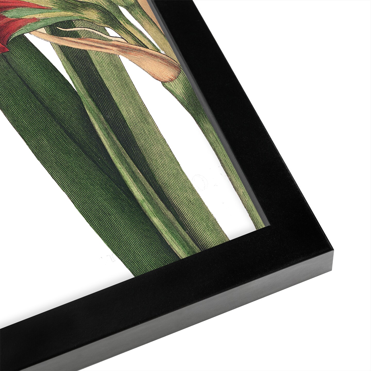Botanique I No Words by Wild Apple Portfolio Black Framed Print 8x10 - Americanflat