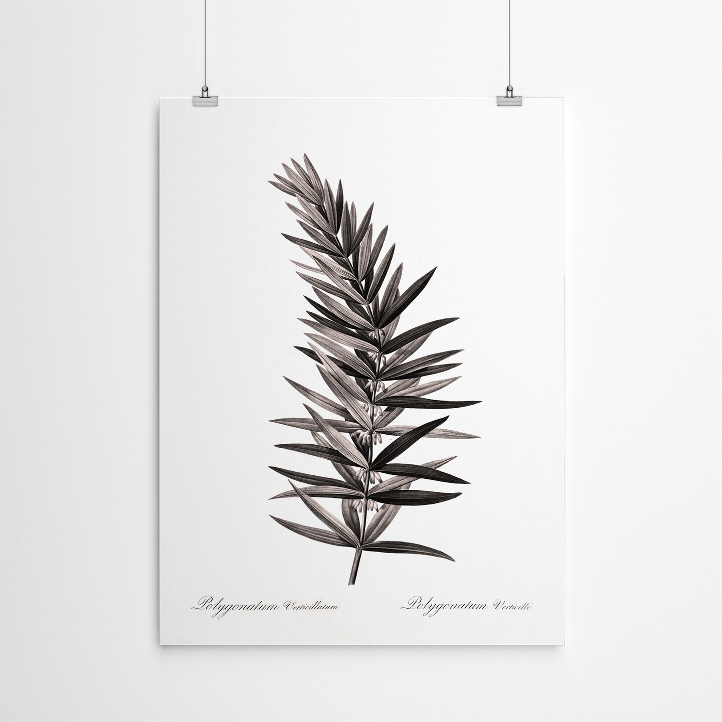 Whorled Solomans Seal by Chaos &#x26; Wonder Design  Poster Art Print - Americanflat