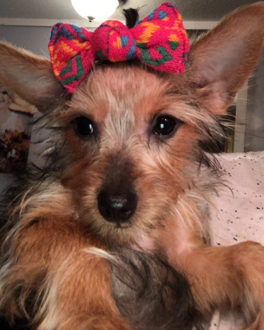 120 Pcs Dog Bandanas Bulk - Adjustable Pet Bandanas, Summer Scarf Bibs With Paw & Bone Patterns