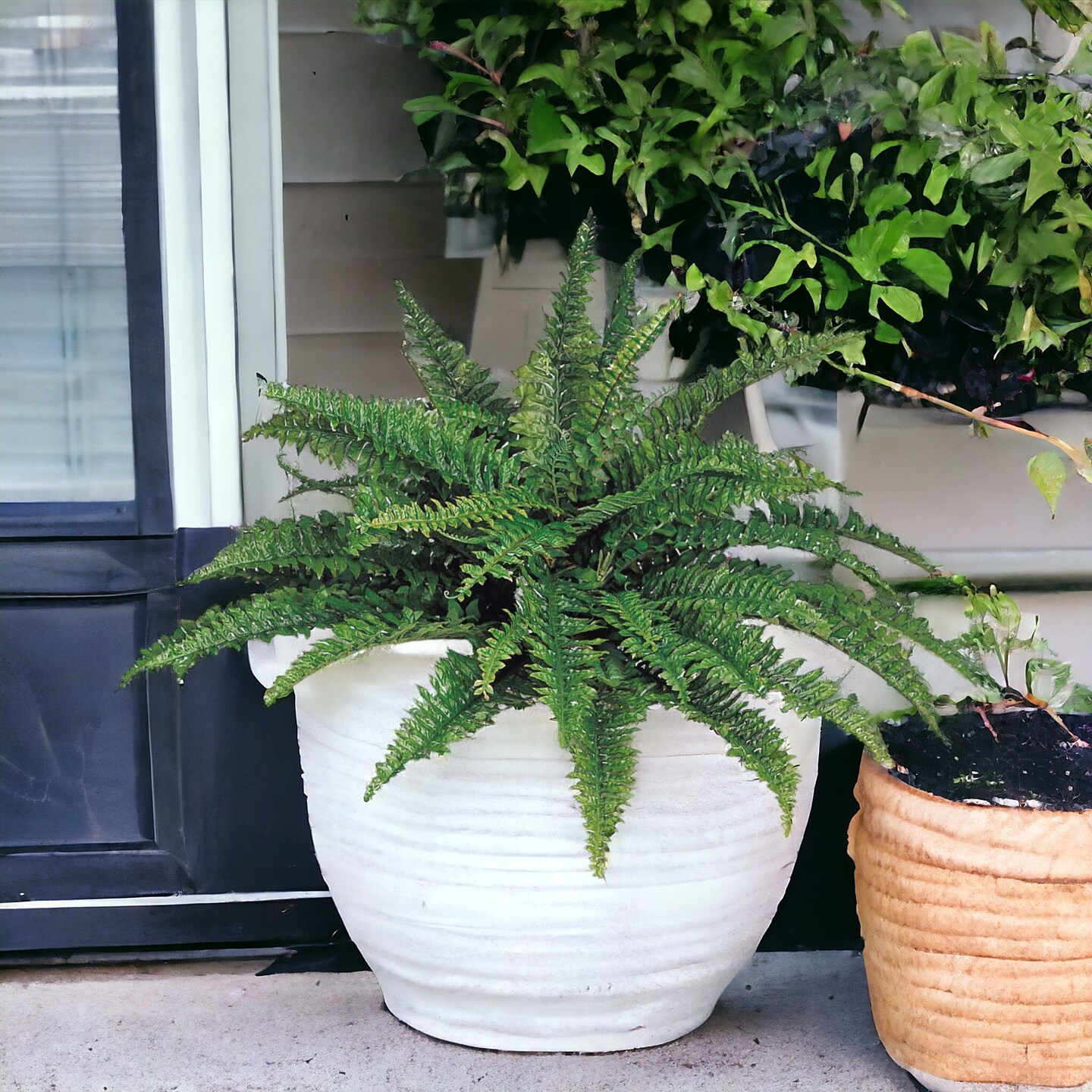 6-Pack: Boston Fern Plant with 50 Silk Fronds, 34&#x22; Wide by Floral Home&#xAE;