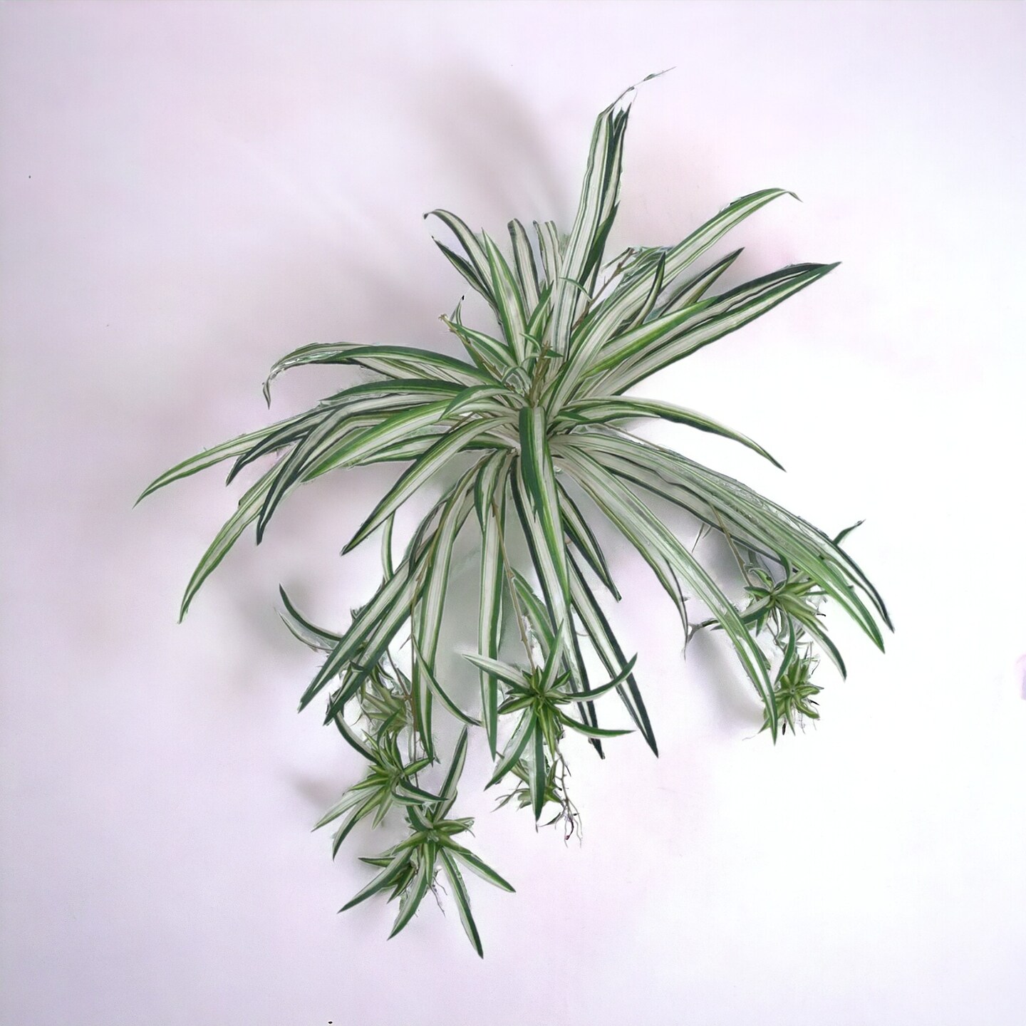 12-Pack: Spider Fern Plant with 60 Silk Fronds, 32" Wide by Floral Home®