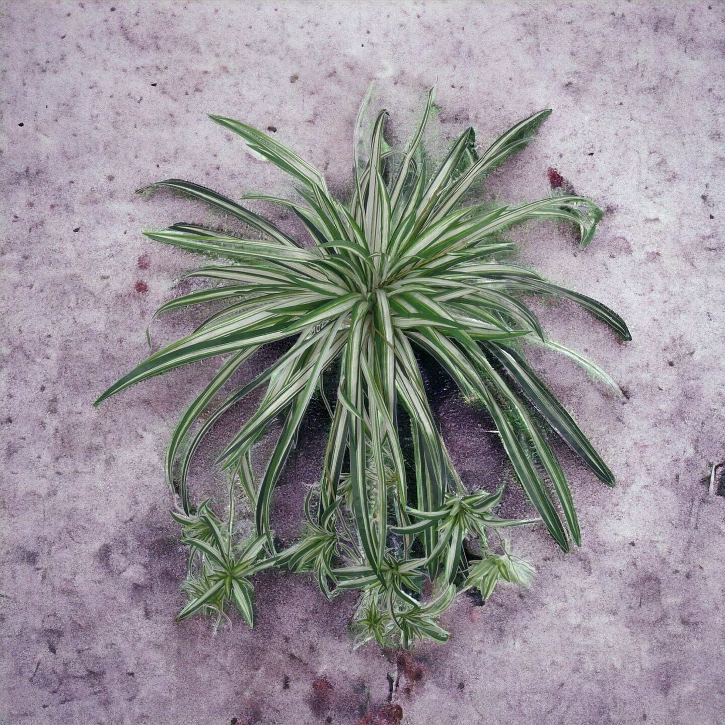 12-Pack: UV Spider Plant with 100 Silk Fronds, 40&#x22; Wide by Floral Home&#xAE;