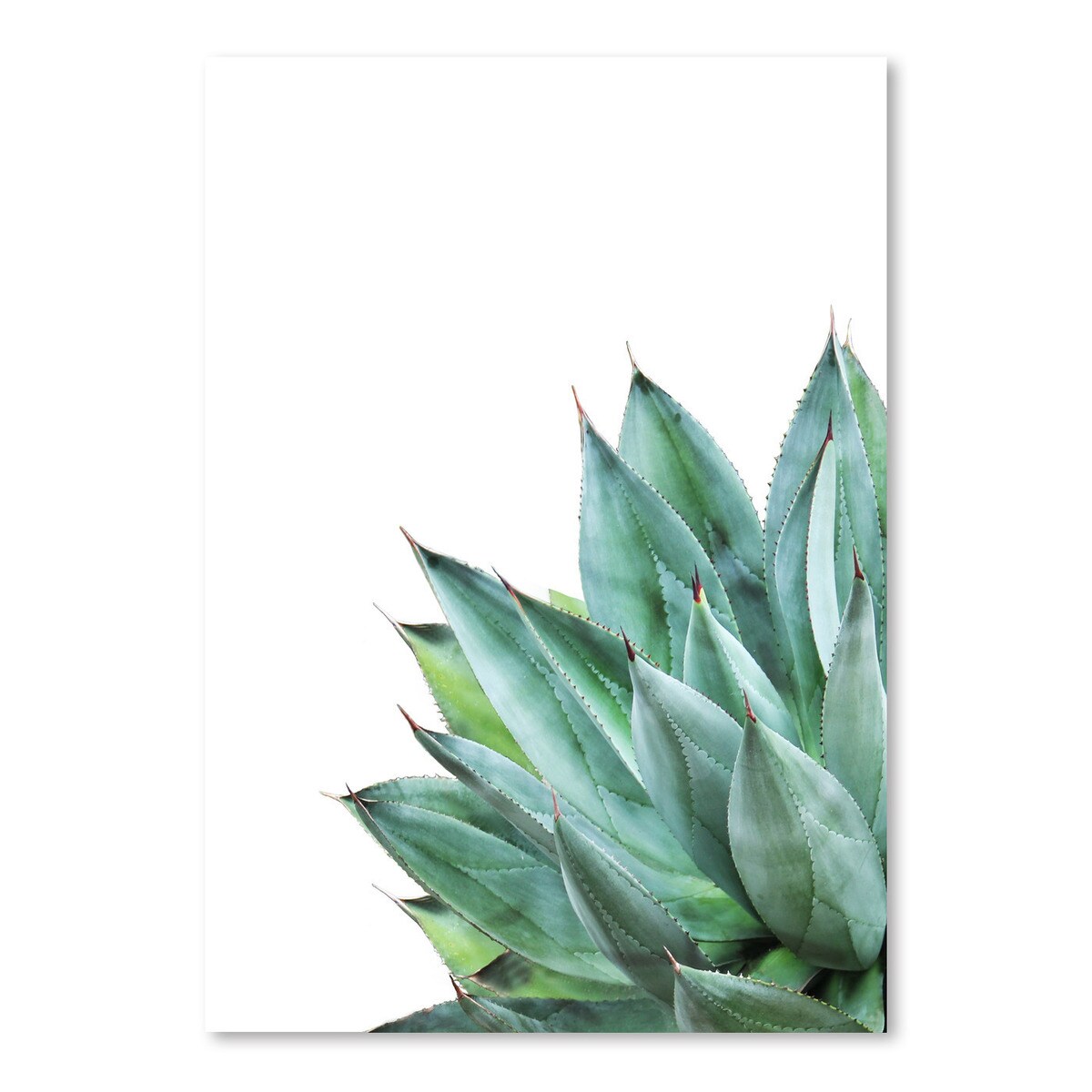 Agave Plant by Tanya Shumkina  Poster Art Print - Americanflat