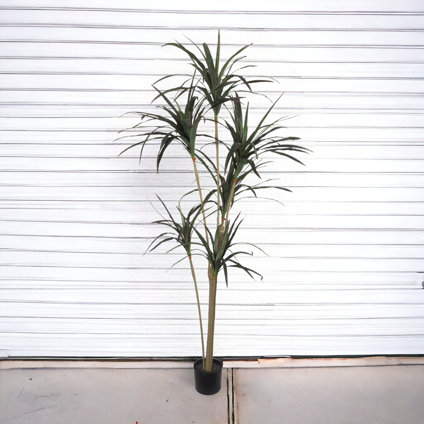 6ft Dracaena Marginata in Black Pot with 146 Leaves by Floral Home&#xAE;