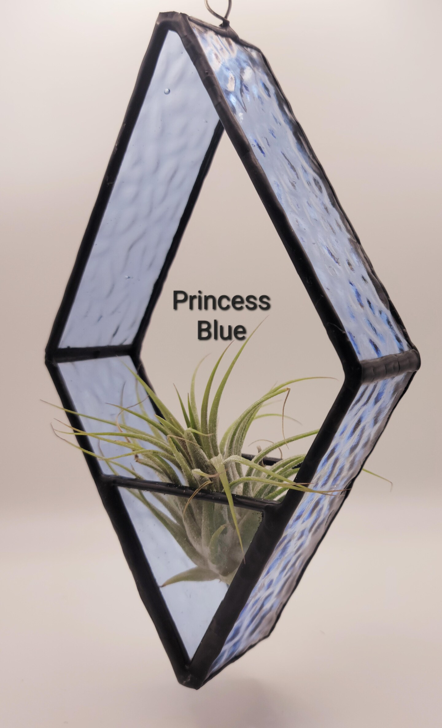 best indoor carnivorous plants Indoor Beginner Carnivorous Plant Collection  Carnivero