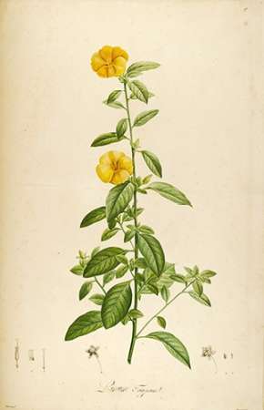 Vintage Botanical 202 Poster Print by Tina Carlson - Item # VARPDXTCRC082C