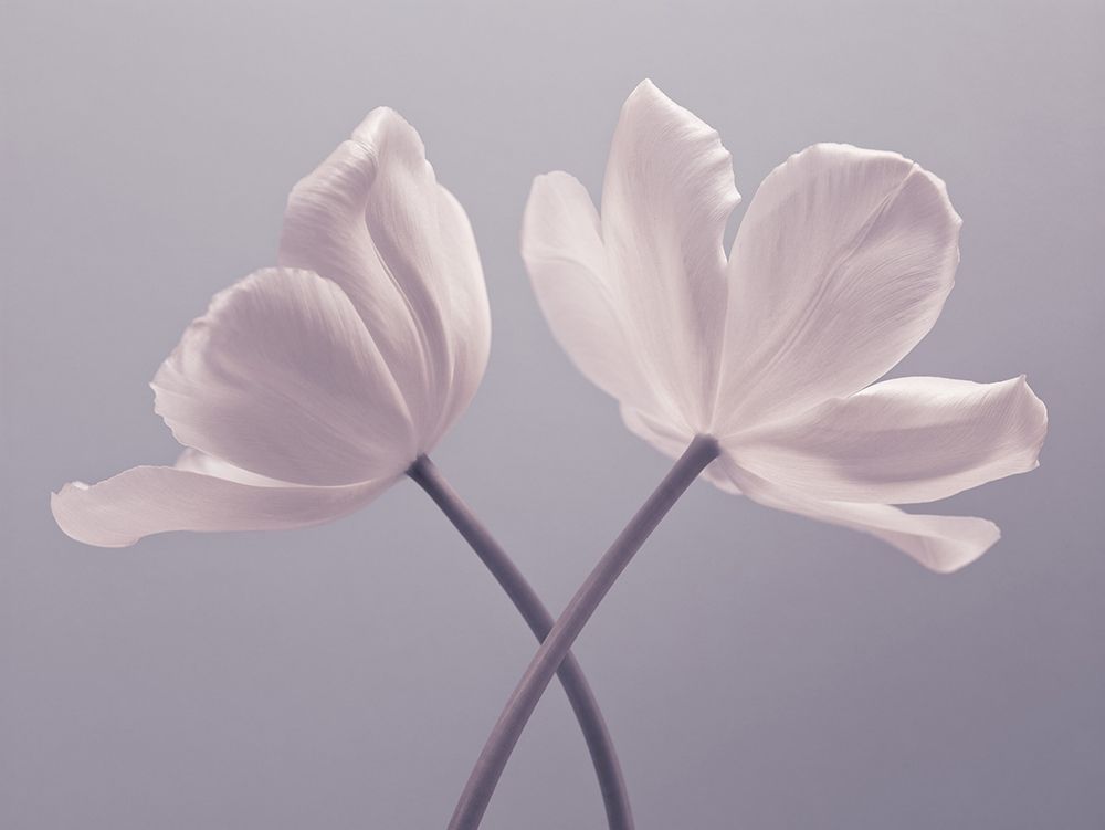 Two Tulip flowers Poster Print by Assaf Frank # AF20120427620C01