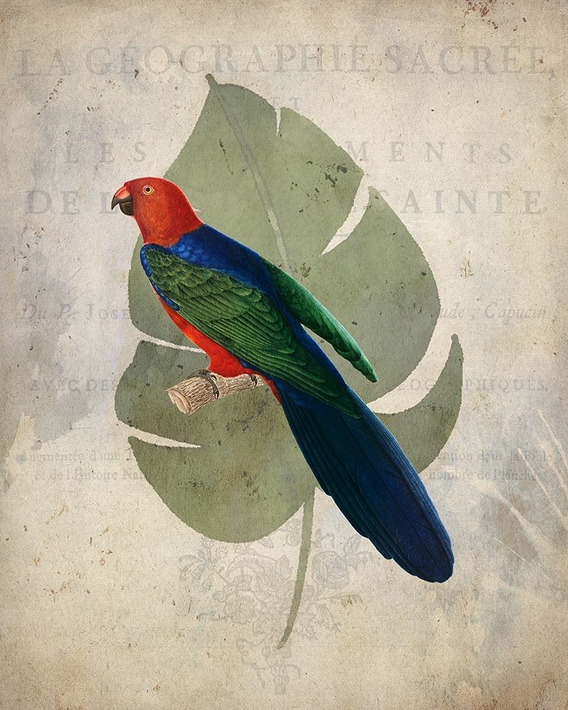 Parrot 2 Poster Print by Allen Kimberly - Item # VARPDXKARC1389B