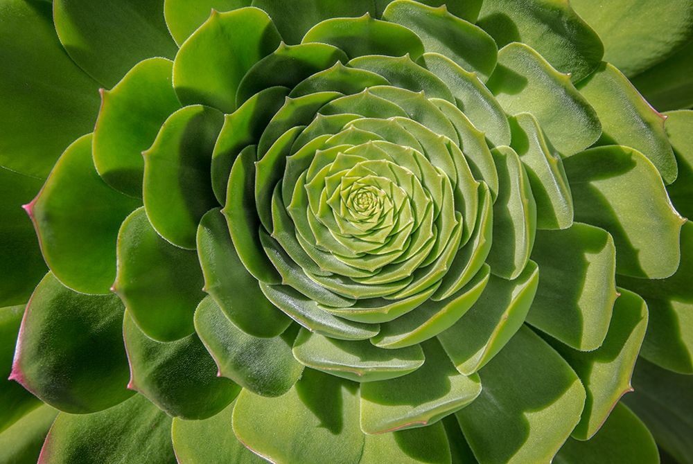 Green Succulent Spiral Poster Print by Barbara Markoff # BA116069