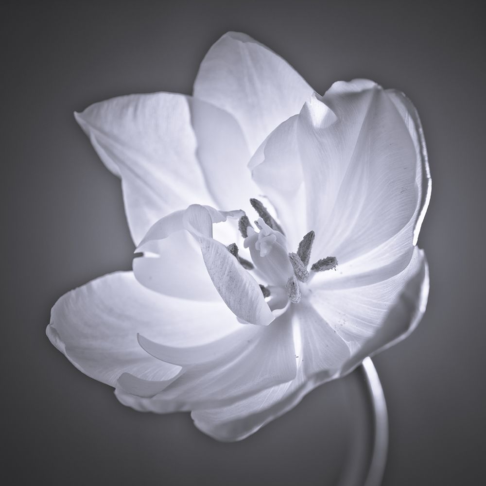 Tulip flower Poster Print by Assaf Frank - Item # VARPDXAF20101207131C01