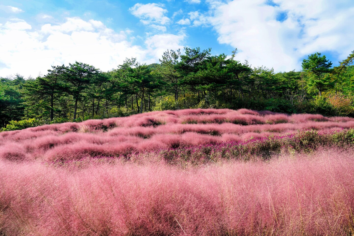 [EQUALBY] madeleine / pink muhly ☆ 40 PINK MUHLY GRASS Cotton Candy Grass Muhlenbergia