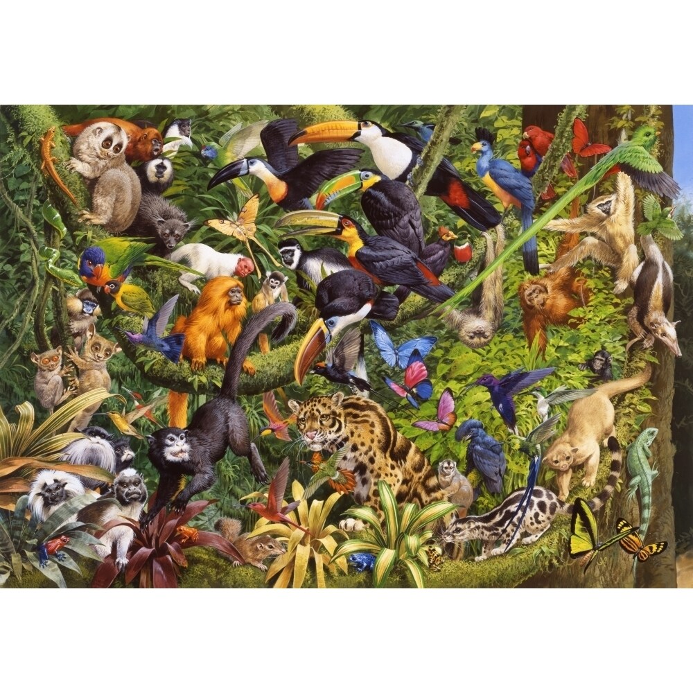 Tropical Rainforest Poster Print By John Francis