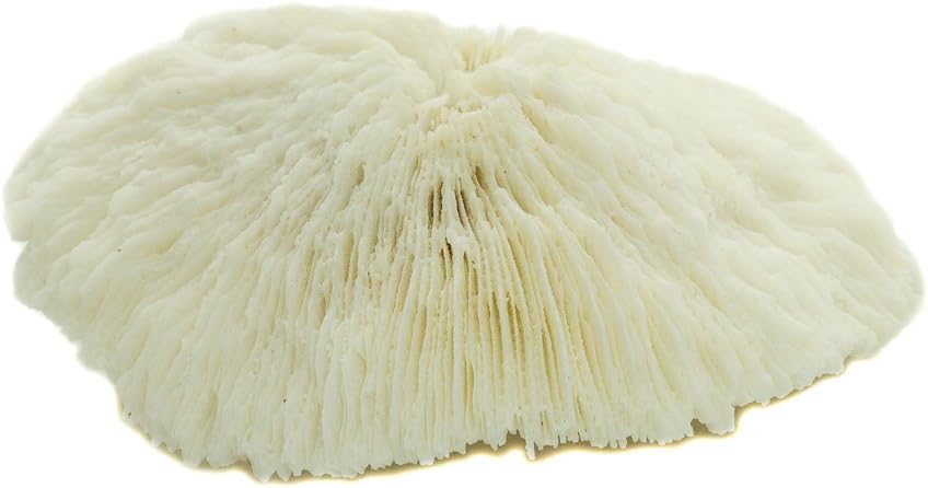 Mushroom Sea Coral | White Real Mushroom Coral 3&#x201D;-4&#x201D; (1 Piece) | Aquarium Ornament for Decoration