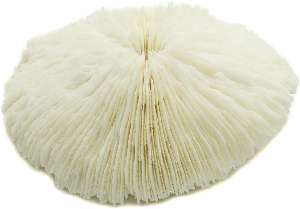 Mushroom Sea Coral | White Real Mushroom Coral 3&#x201D;-4&#x201D; (1 Piece) | Aquarium Ornament for Decoration