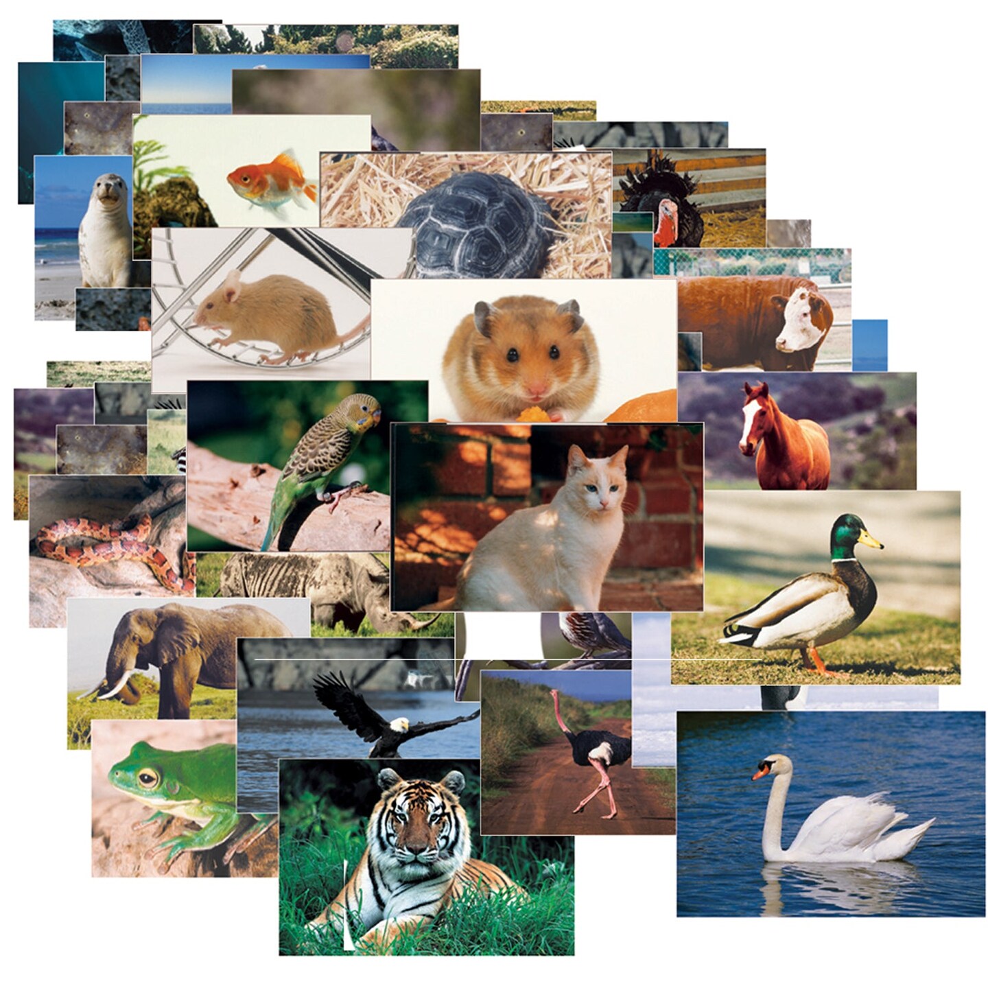 Animals &#x26; Insects Posters Mega Set, 14&#x22; x 19&#x22;, Set of 48