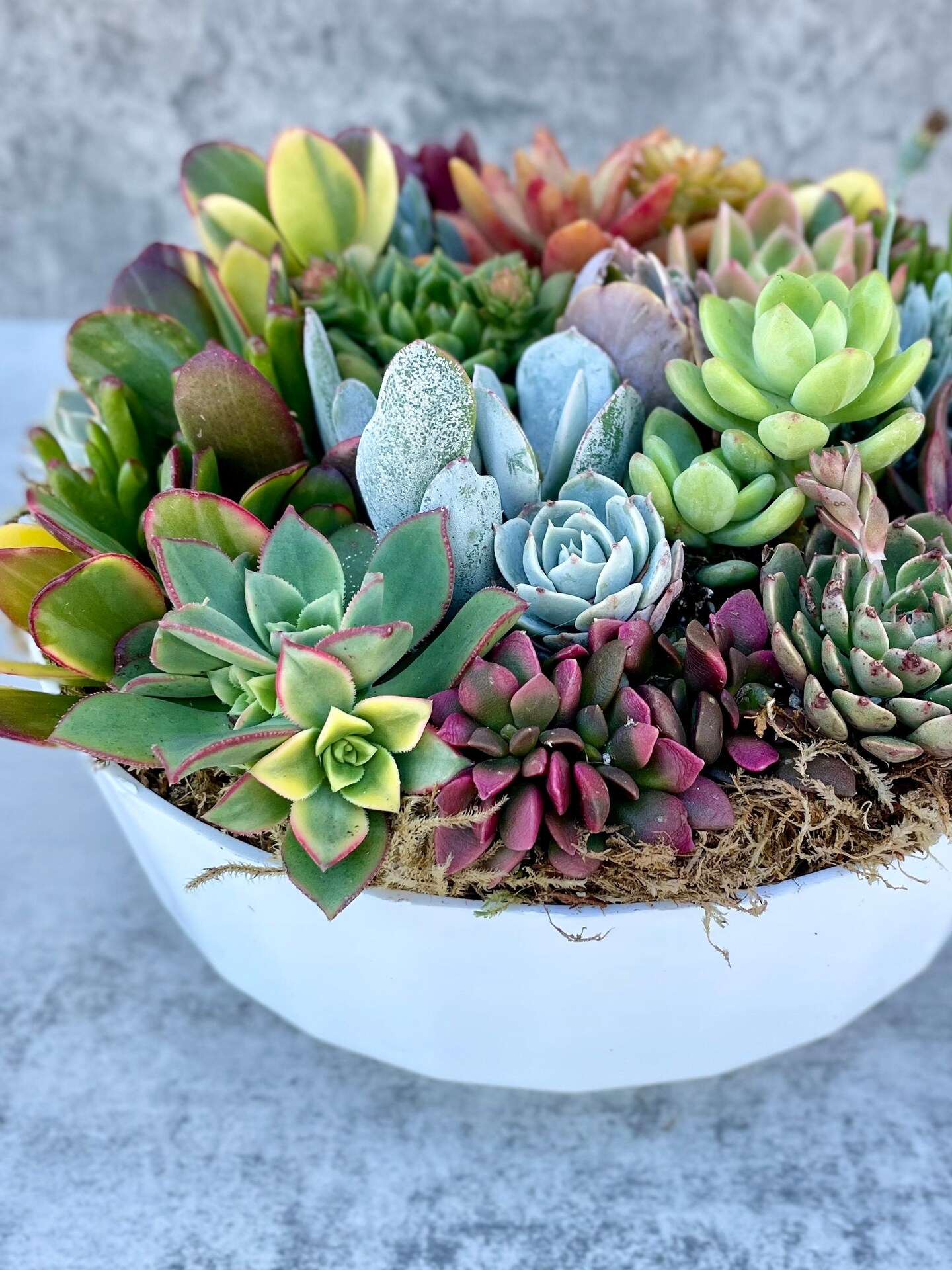 country lane succulent plants Potted Succulent Plants  Stylish & Low-Maintenance Greenery