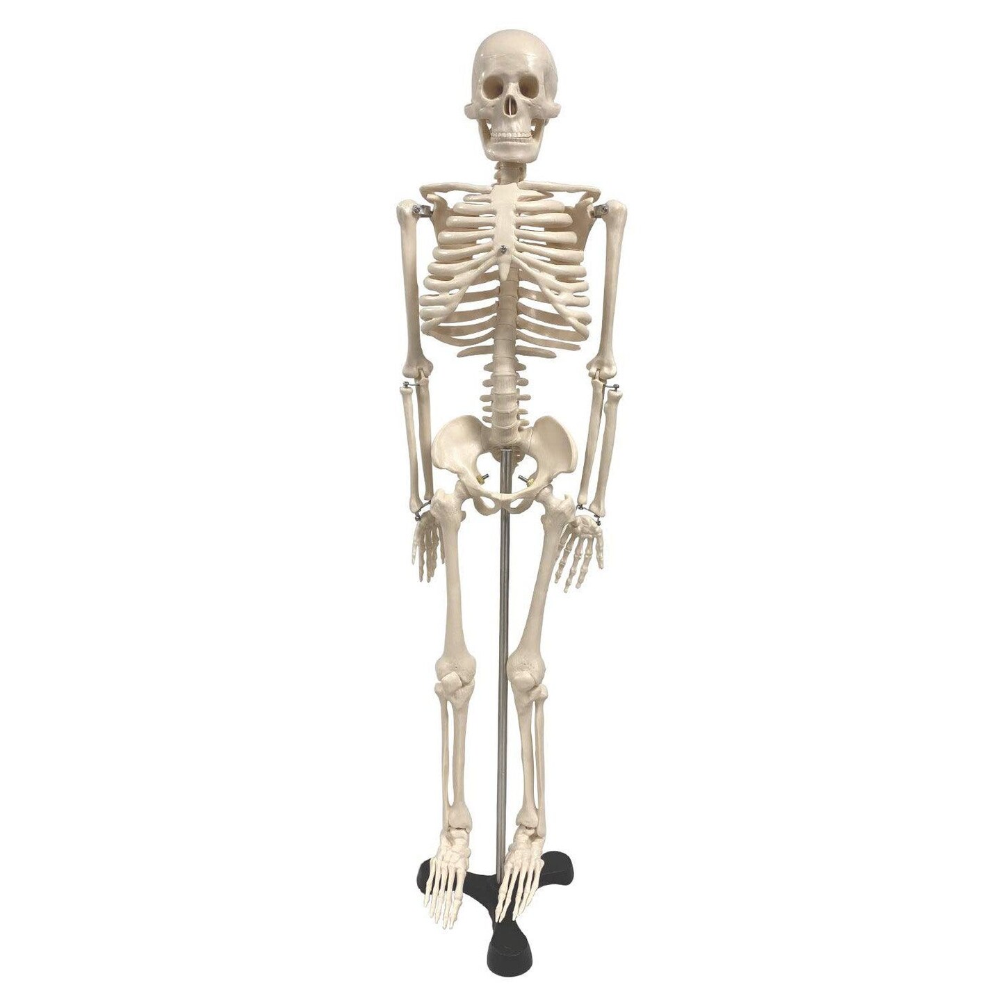 Human Skeleton Model with Key, 34&#x22;
