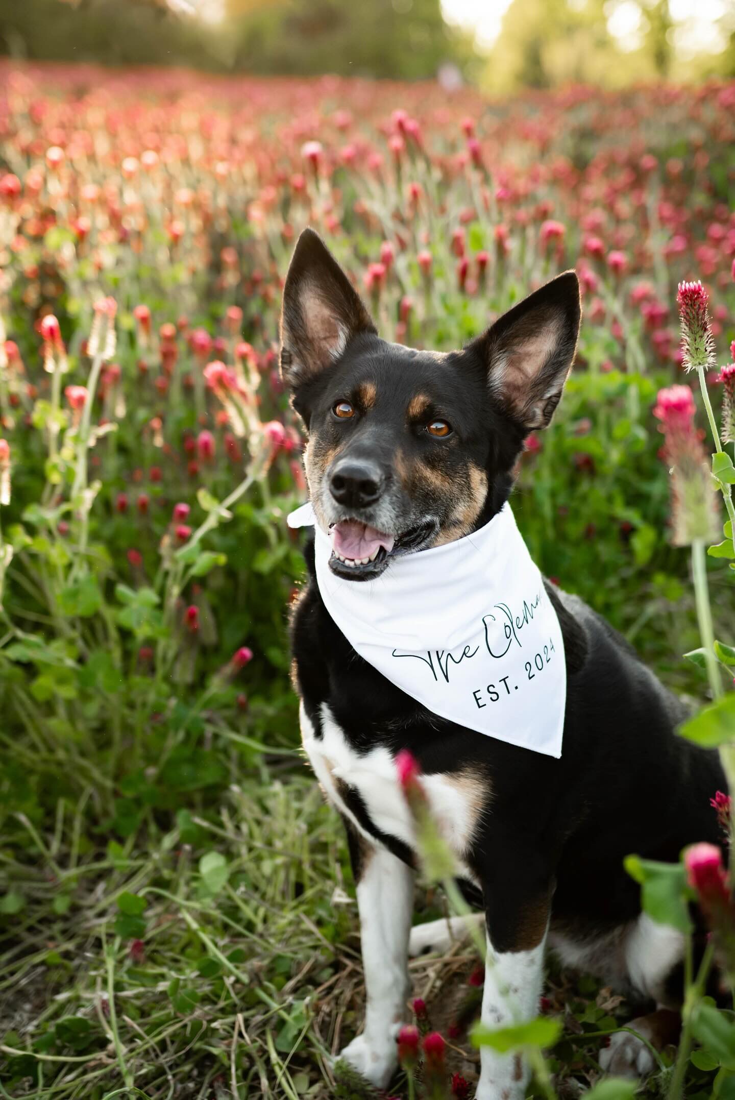 Custom Wedding Dog Bandana for photos, personalized  display picture 1