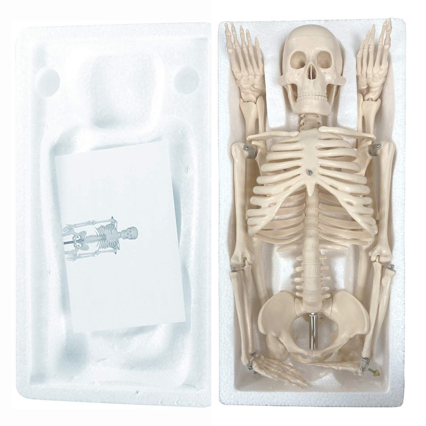 Human Skeleton Model with Key, 34&#x22;
