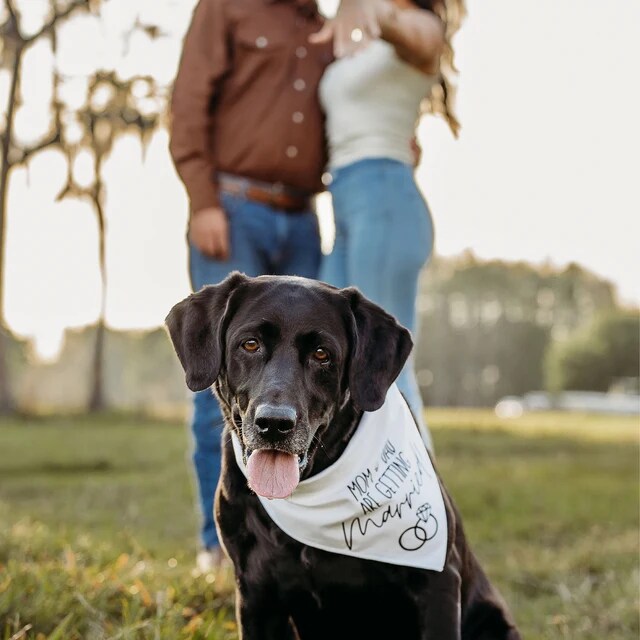 My Parents Are Getting Married Dog Bandana for Engagement Photos | Engagement Pictures Idea | Engagement Announcement, pet high quality wedding sign