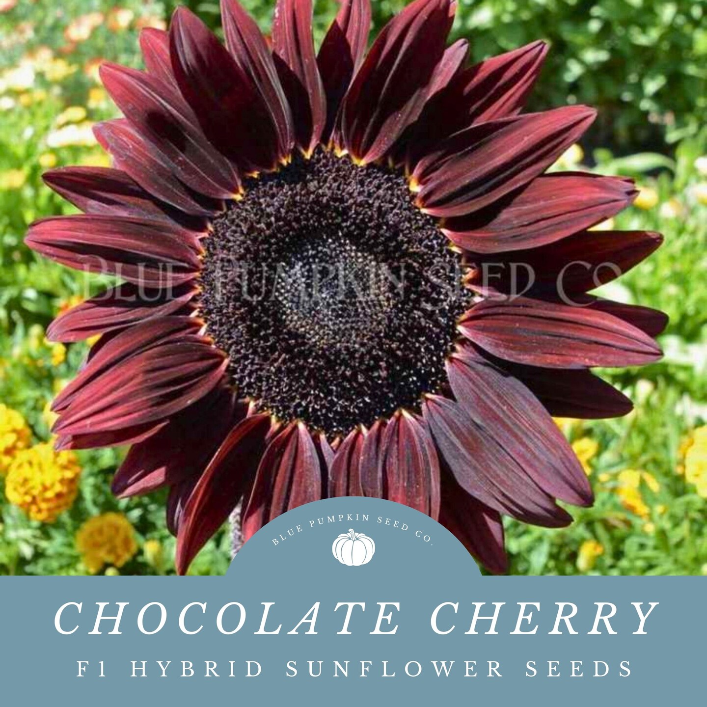 Chocolate Cherry sunflower seeds | MakerPlace by Michaels