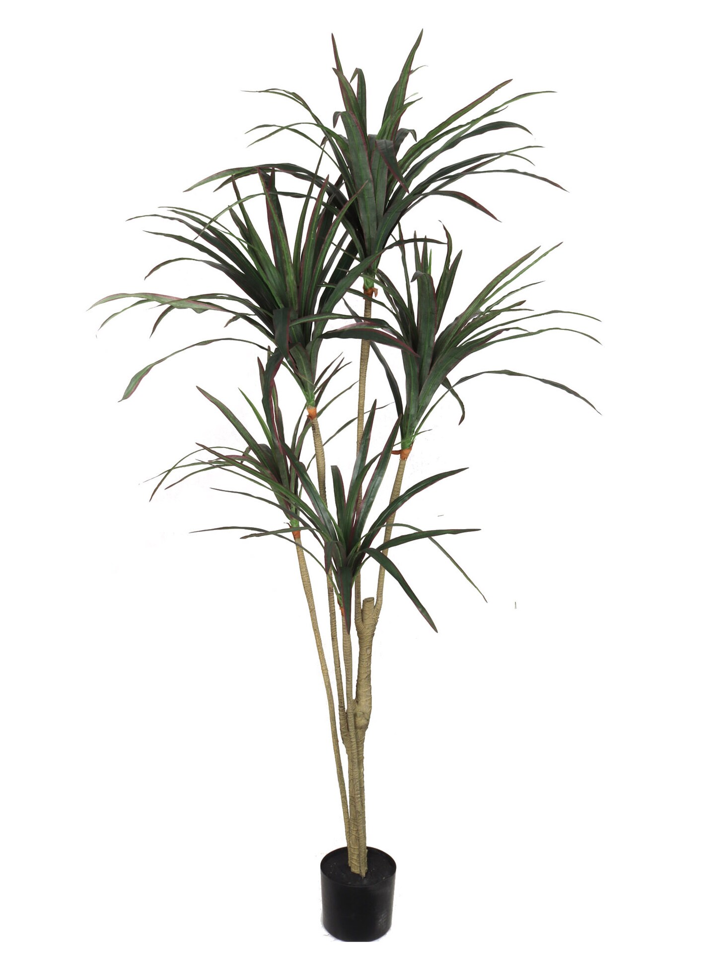 Stunning 5-Foot Tall Dracaena Marginata - Lush, Air-Purifying Indoor Plant in Decorative Pot - Perfect for Home or Office Decor, Floral Home by Artificial Flowers