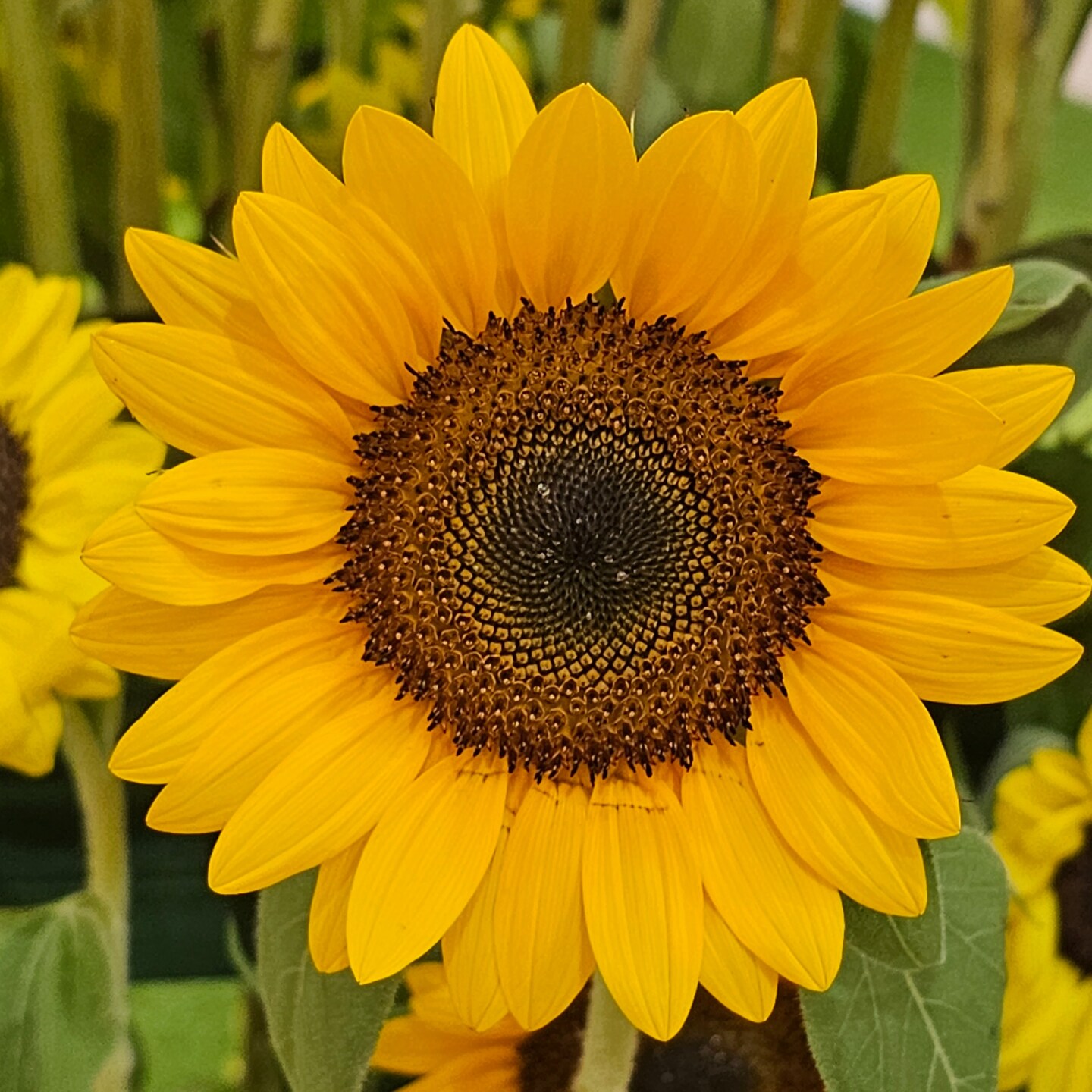 Sunflowers and Stardust | Storefront | Michaels