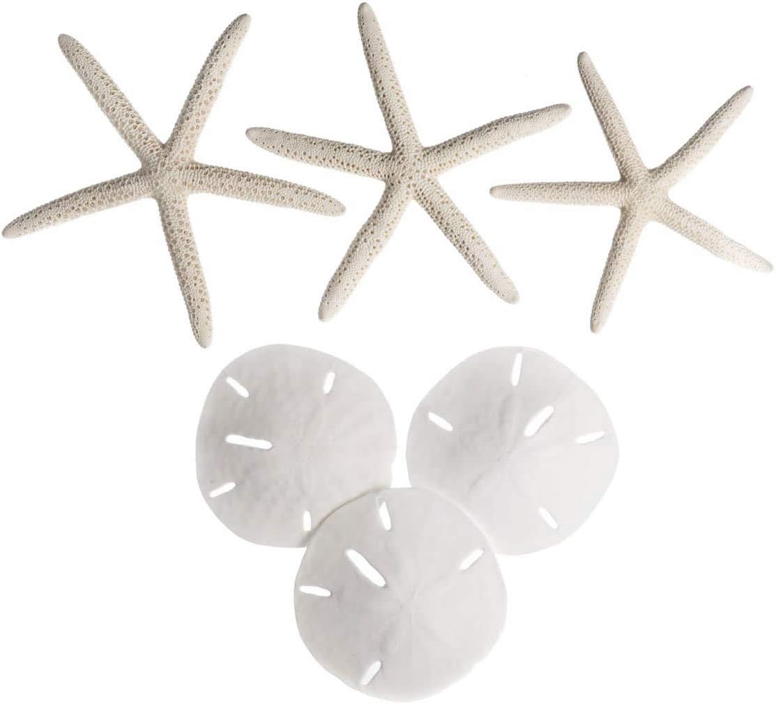 White Finger Starfish and Sand Dollar Collection (3) 4&#x22;-6&#x22; White Finger Starfish and (3) 3&#x22; - 3 1/2&#x22; White Sand Dollars Wedding Seashell Craft 1 Pack