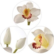 Artificial Cymbidium Stem with 10 Real Touch Flowers &#x26; 2 Buds | 30-Inch | Cream | Floral Stems | Parties &#x26; Events | Home &#x26; Office Decor