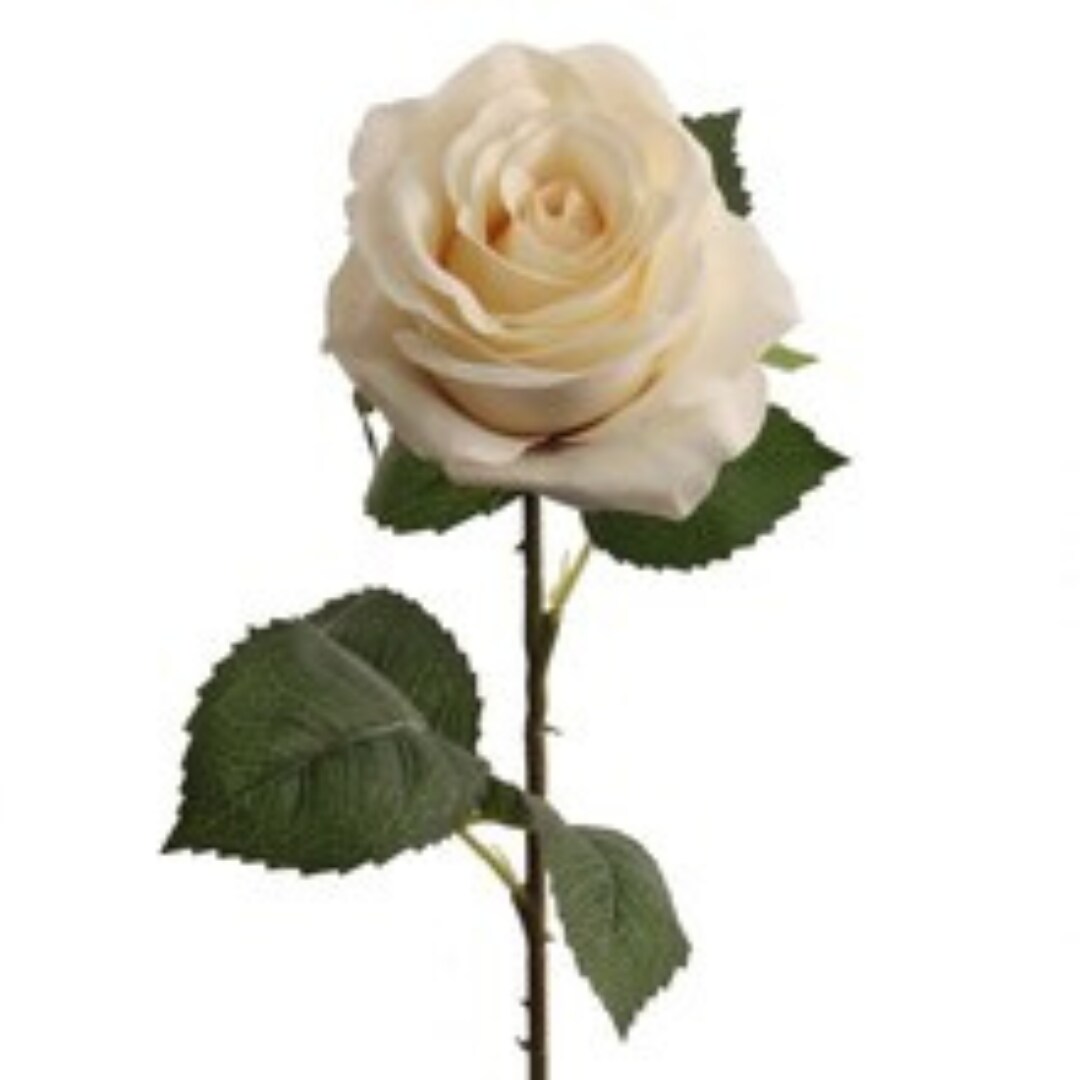 48-Pack: Cream Open Rose Stem with Lifelike Silk Foliage by Floral Home&#xAE;