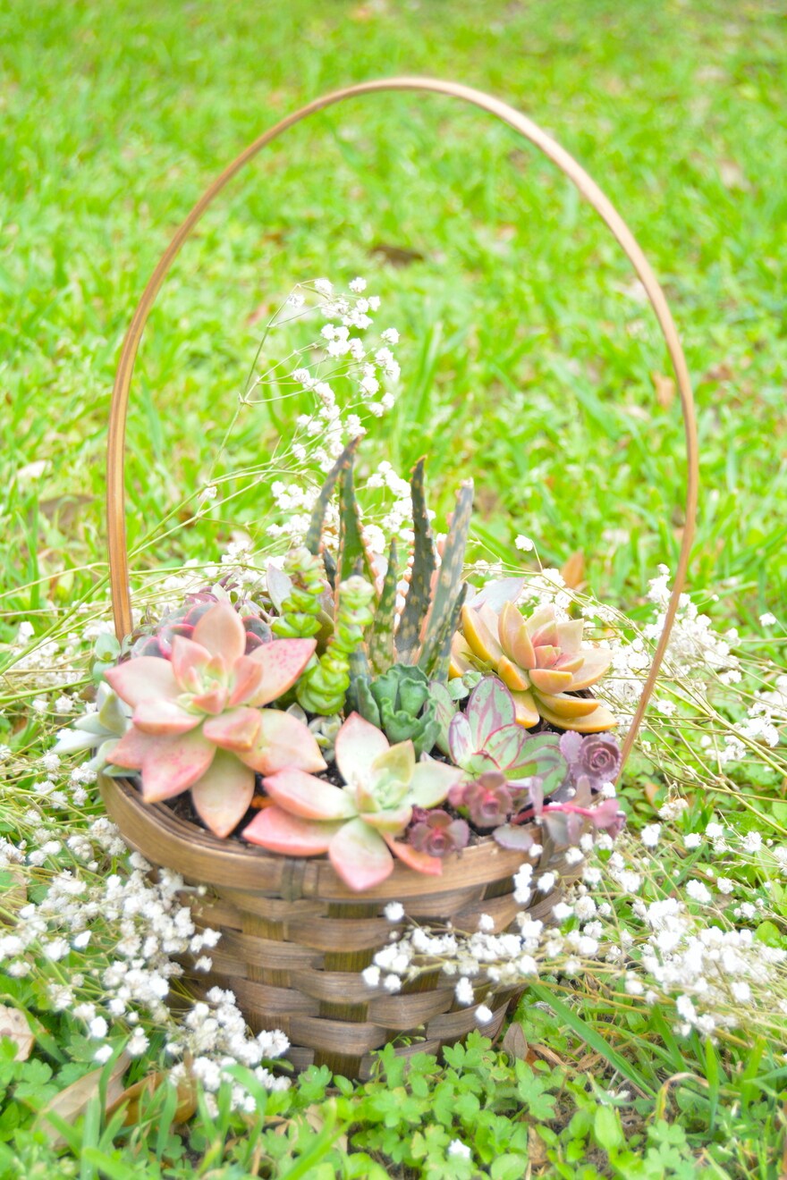 Succulent Arrangement Workshop