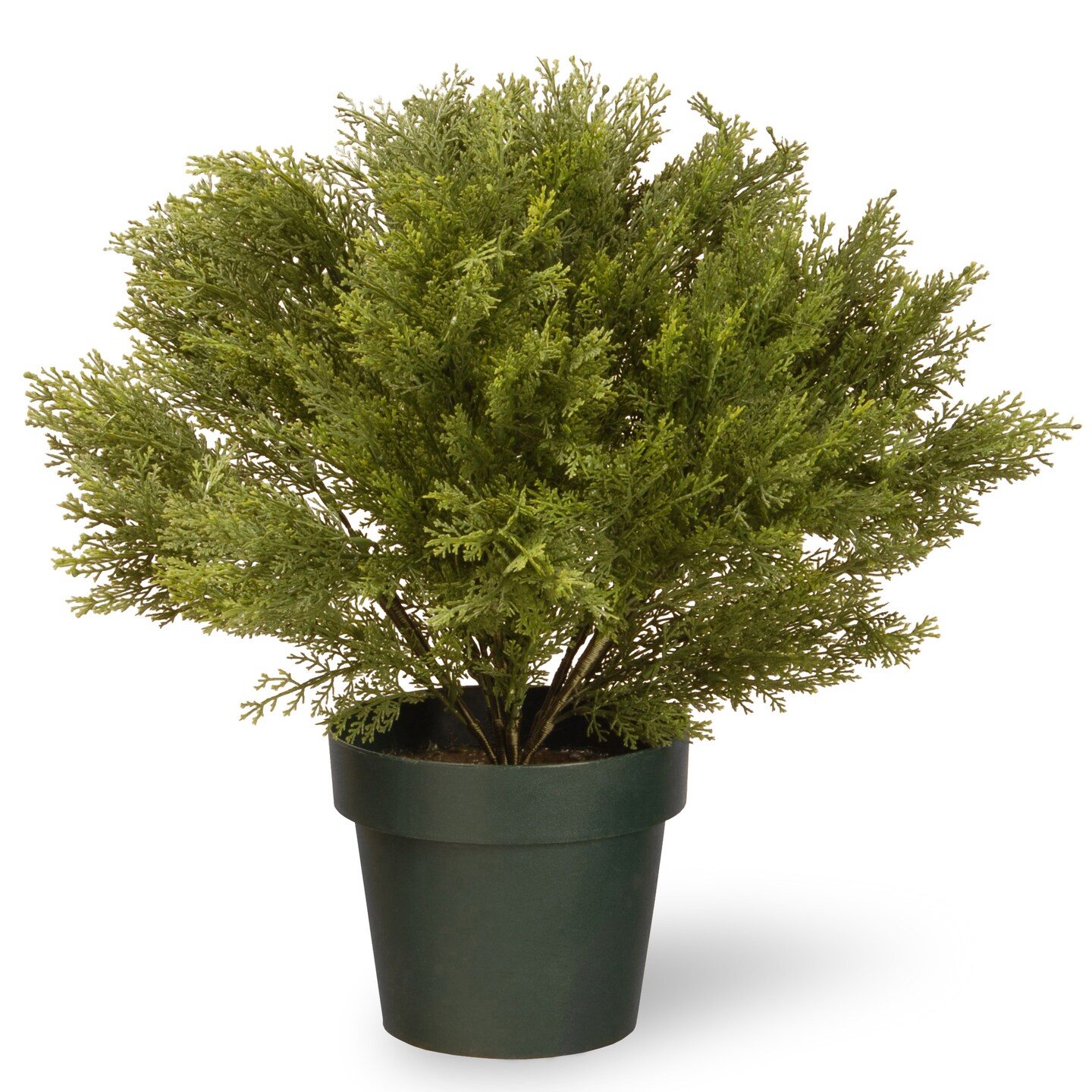 22&#x22; Globe Cedar Tree