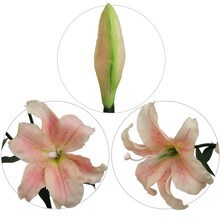 12-Pack: Pink &#x26; White Tiger Lily Stem with 2 Silk Flowers, Floral Home by Artificial Flowers