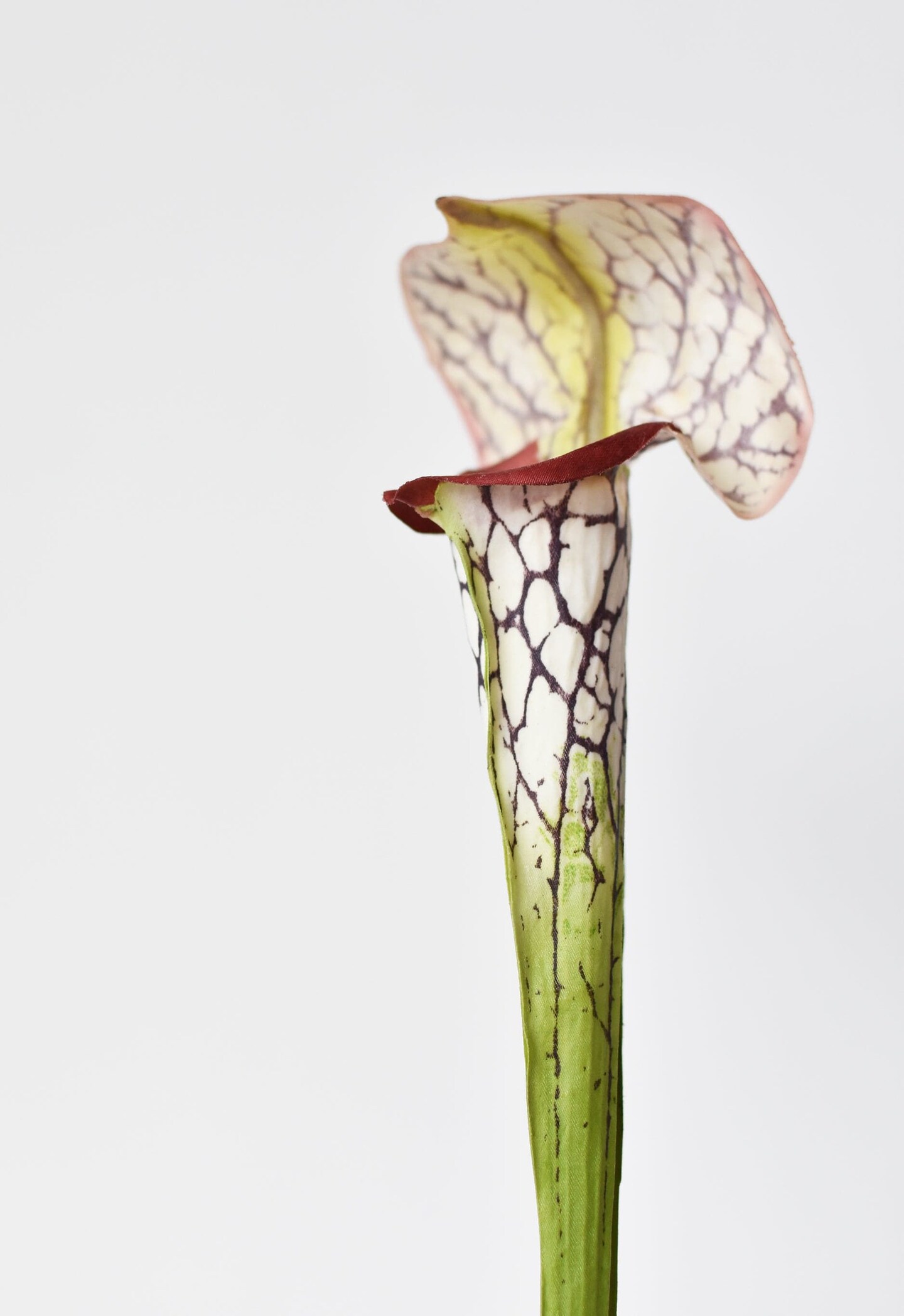28&#x22; Faux Green/Burgundy Pitcher Plant Stem