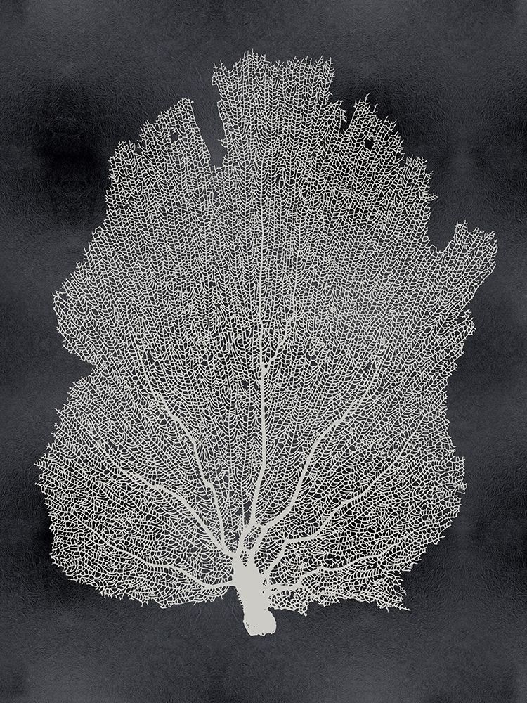 Sea Fan on Black I Poster Print by Melonie Miller # MMR116767