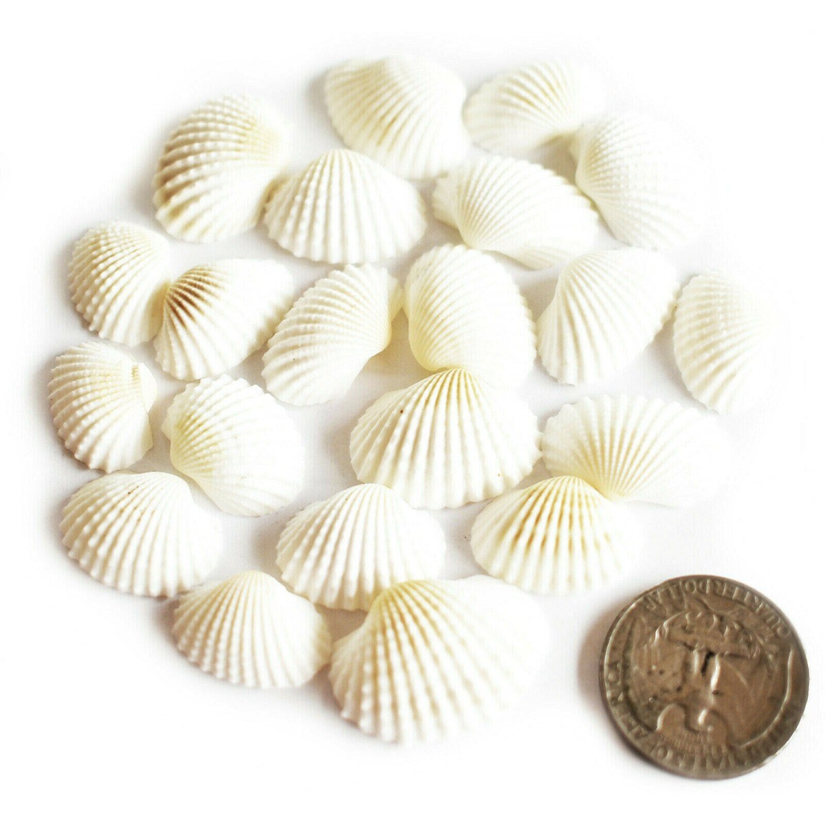 3/4 Inch Teeny Natural Ark Seashells 200 pcs