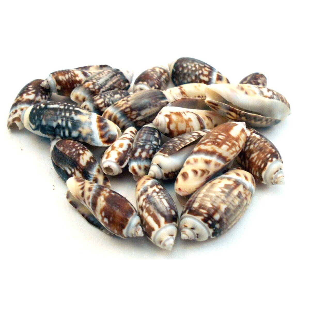 1.75 Inches Gibosa Seashells 50 pcs
